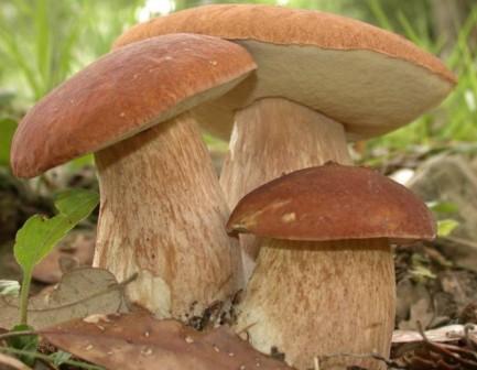   ,  Boletus edulis